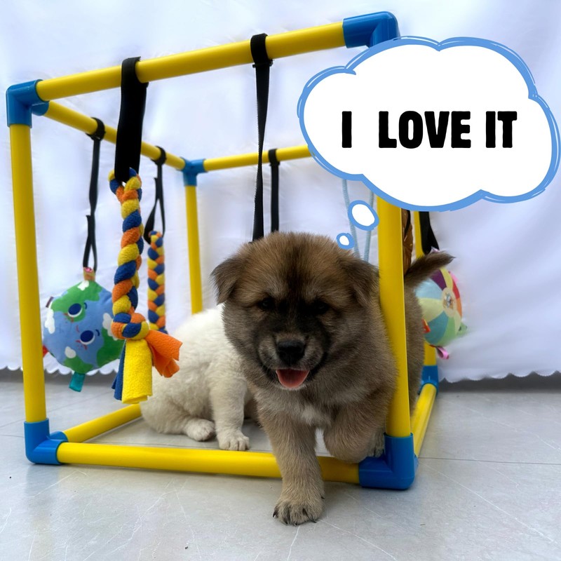Dewonch Puppy Play Gym with 8 Hanging Toys, Small Dogs