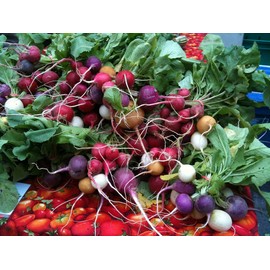 Ohio Heirloom Seeds Radish Seed Assortment- 6 Heirloom Varieties