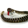 Kuscheltiere.biz Rattlesnake 100 cm Snake with Rattle Plush Snake Plush