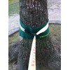 WCP Tree Ware (2 Set of Pieces) Japan Manufacturer Brand