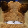Small 'Cute German Shepherd' Dog Collar (PR00053577)