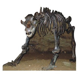 Wet Paint SP12129 Cave Bear Skeleton Fossil Animals Cardboard Cutout