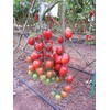 CEMEHA SEEDS - Vine Red Tomato Indeterminate Non GMO Vegetable