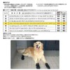 ファンタジーワールド ドッグブーツ 5 中型犬用 靴 お散歩 ブーツ コッカースパニエル ブルテリアなど