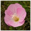 Everwilde Farms - 1 Oz Showy Evening Primrose Native Wildflower