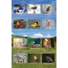 Small World Greetings Song Bird Note Cards With Identification Card