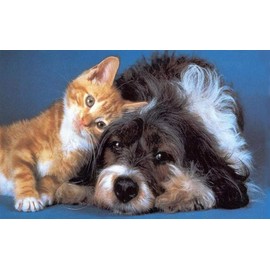 Heart Supplements for Cats - PET Immune Support - Dogs and Cats - Booster - Healthy - Immune Support for Cats - 180 Treats (3 Bottles)