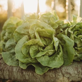 White Boston Butterhead Lettuce - 250 Seeds - Crunchy, Light Green Leaves, Great for Sandwiches, Non-GMO Bibb Lettuce Seeds for Planting in The Home Garden, Thresh Seed Company