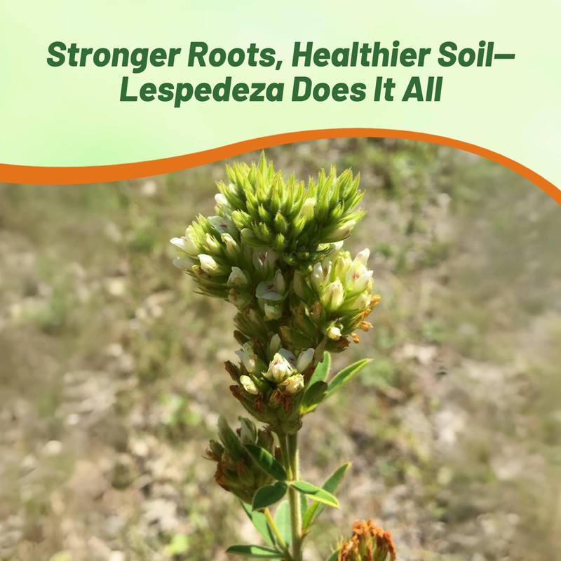 Outsidepride Round-Headed Bush Clover Seeds - 2000 Pcs Perennial Seeds