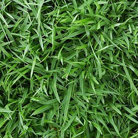 Empire Zoysia Grass Seeds Zoysia Empire Grass Seeds Zoysia Grass Seeds 1/8lb