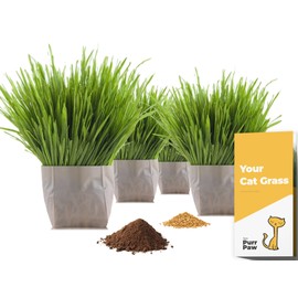 purr paw Cat Grass x4 Pack (Starts Growing in 5 Days) - Just Add Water