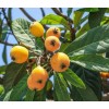 Tree 5 Loquat Japanese Plum Fruit Tree Scions Cuttings 6-8in