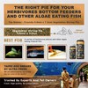[Picky Pleco Food] Ultra Fresh - Vegetables Shrimp Pie, Develop