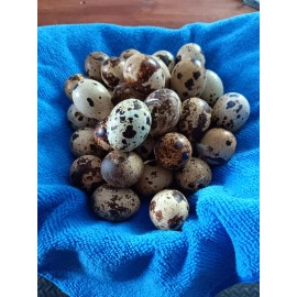 48 Fertile Jumbo Brown Quail Eggs