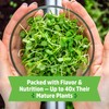 Back to The Roots Organic Microgreens Grow Kit with Ceramic