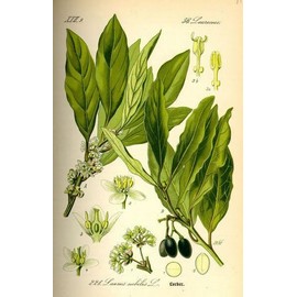 DESBEBE Live Plant -Laurus nobilis - 'Bay Leaf Tree' - Bay Laurel or Sweet Bay