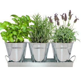 Environet Herb Garden Kit - Complete Herb Growing Kit Set. Decorative Metal Vintage Plant Set. Grow Herbs from Seeds (Basil, Rosemary, Lavender)