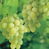 Generic Thompson Seedless Table Grapes - one Year Old Potted