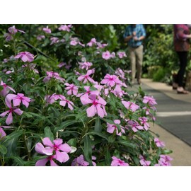 Seeds Periwinkle Vinca Rosea Mix Balcony Perennail Garden Pots Flowers for Planting Non GMO