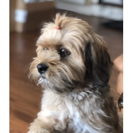 200 Clear Hair Ties Rubber Bands for Hair.Hair Accessories for Women.Hair Accessories for Girls.Mini Hair Rubber Bands Can Be Used as Pet Supply Dog Hair Ties for Dog Grooming Top Knots and Dog Bows.