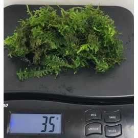 Willow Moss Christmas Moss Live Aquarium Plant Aquatic Moss 15/25/35 Grams - 35 grams