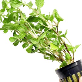 Planterest - Hygrophila Difformis Potted Live Aquarium Plant Tropical Freshwater Decorations BUY2GET1FREE