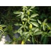 40 Semillas De Chile Piquin - Capsicum Annum Codigo 470