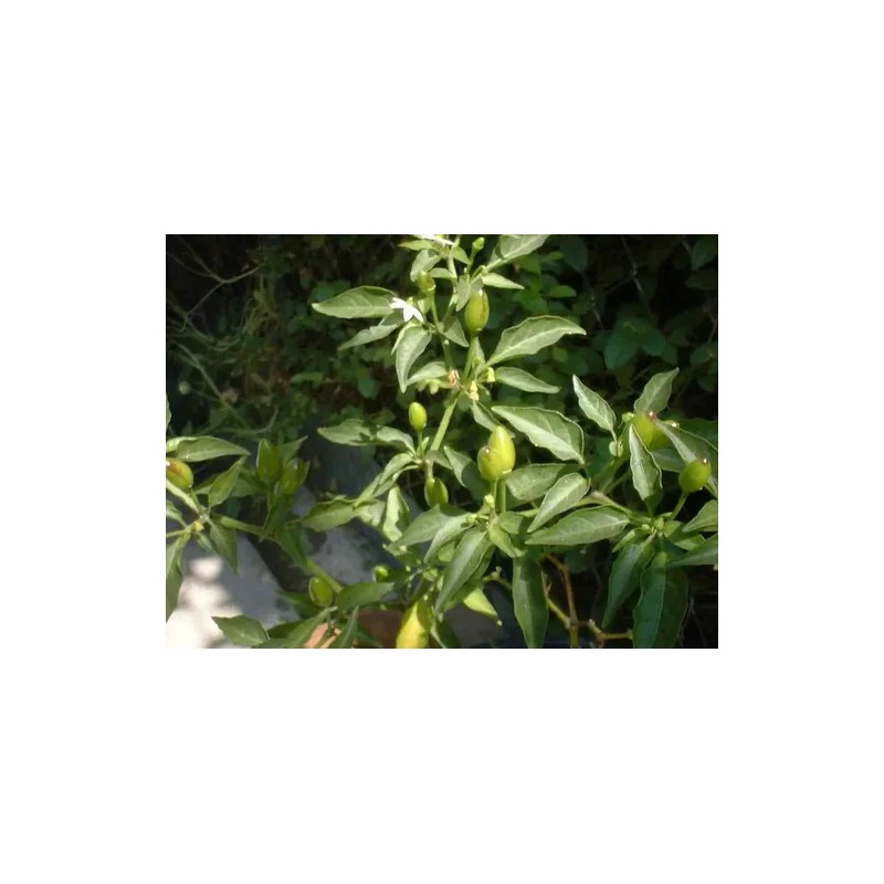 40 Semillas De Chile Piquin - Capsicum Annum Codigo 470