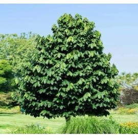 Tree Pawpaw Fruit Tree Seedlings - 10