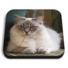 1 x Square MDF Fridge Magnet - Ragdoll Cat Kitten