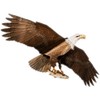 Jackite Bald Eagle Kite / Windsock