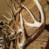 Acrylic Invisible Shed Antler Wall Mount Display