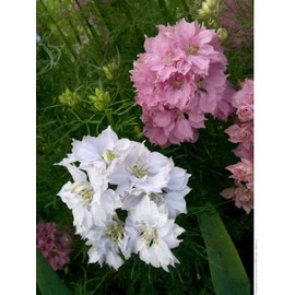 Seeds Subalpine Larkspur Dwarf Mix Delphinium Annual Garden Flowers for Planting Non GMO