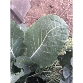 Unbranded Collard Greens “couves” Imported From Portugal.  Locally Grown. (READ AD!)