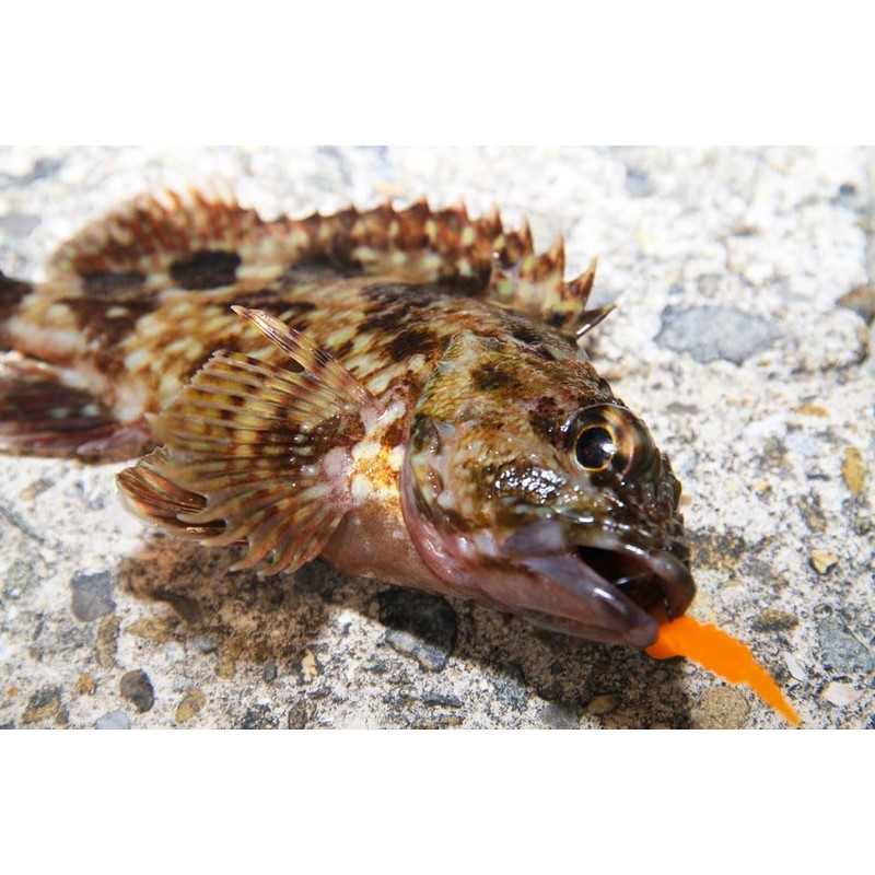 Ori-780803 Fishing Tackle Ajing Meeberling Worm Mojako 10 Colors Set