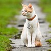 RNSKFG 2 Pieces Bell Pendant, Bell Keychain, Cat Collar Bell,