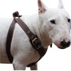 Dogs My Love Brown Genuine Leather Dog Harness, Medium. 25"-30"