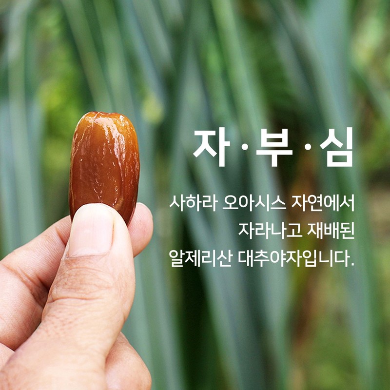 프리미엄 유기농 알제리 대추야자 선물용, 500g, 1개 Premium Organic Algerian