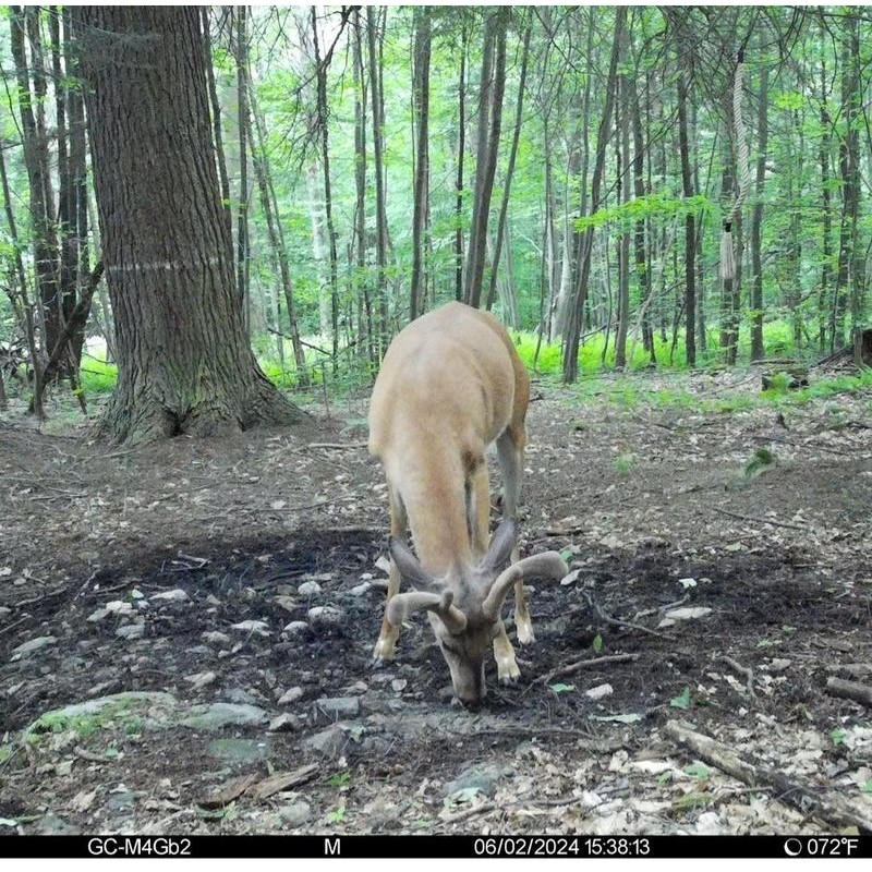 Heated Hunts Liquid Trace Mineral Concentrate for Whitetail Deer, 32oz