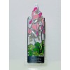 Stained-Glass Style Bookmark [SD] ( Dicentra peregrina )