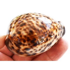 Florida Shells and Gifts Inc. One Select Large Tiger Cowrie (Cypraea Tigris) Shell 3"+ (76-88 mm) Beach Arts & Crafts