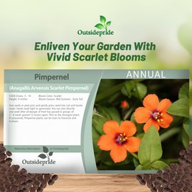 Outsidepride Anagallis Arvensis Scarlet Pimpernel Flower Seeds - 5000 Pcs Annual, Low-Growing, Red Star-Shaped Blooms, Poor Man’s Barometer, for Ground Cover & Pollinator Gardens