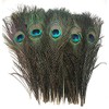Peacock Eye Feathers 10-12" (Natural, per 100)