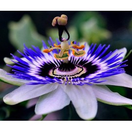 Seeds Passionflower Purple Beautiful Exotic Flower Perennial Outdoor Garden Cut Flowers for Planting Non GMO