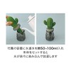 Moisturizing Mascot Cactus Glass BR AG-28085