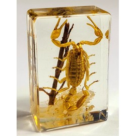 44mm Real Golden Scorpion in Nature in Clear Lucite Resin Insect Scenery Diorama