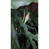 exotic 4 CLIPPINGS-Epiphyllum oxipetalum 'Queen of the Night' - 8"