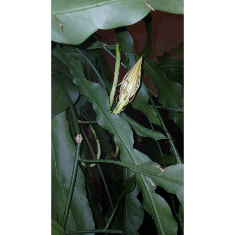 exotic 4 CLIPPINGS-Epiphyllum oxipetalum 'Queen of the Night' - 8"