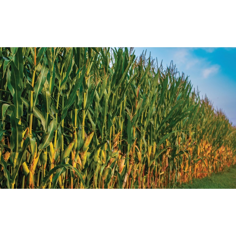 Early Morning Harvest Organic Corn Grits - Made from Non-GMO