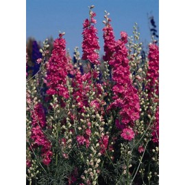 Pase Seeds Delphinium Larkspur Qis Series Carmine Annual Seeds